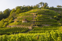 Weinberge 1