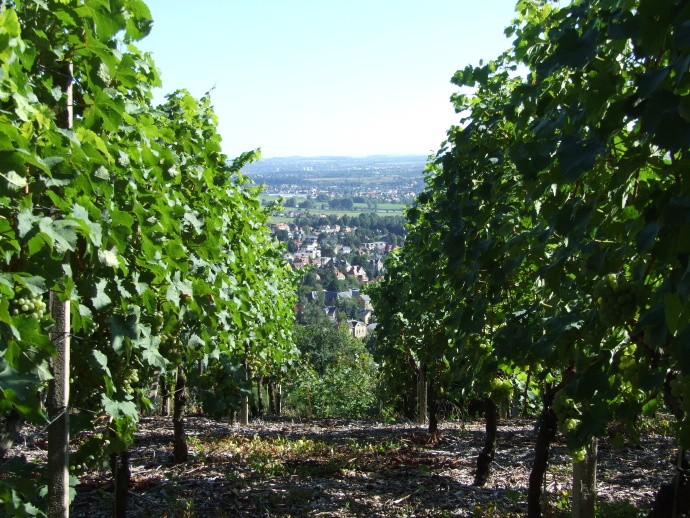  Erklimmen Sie auf geselligem Weg drei der schönsten und interessantesten Wein... 