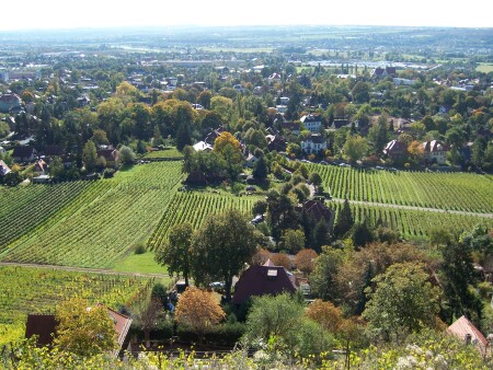 Radebeuler Weinberge von oben