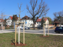 6 Blaseneschen wurden vort dem Radebeuler Technischen Rathaus neu gepflanzt