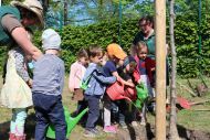 Pflanztag Baum des Jahres: die Flatterulme in Radebeul