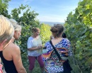 Randonnée viticole avec dégustation de 5 vins