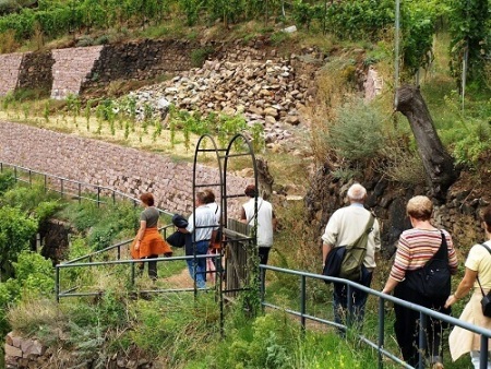 Wandergruppe durch die Radebeuler Weinberge