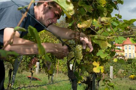 Kellermeister im Radebeuler Weinberg