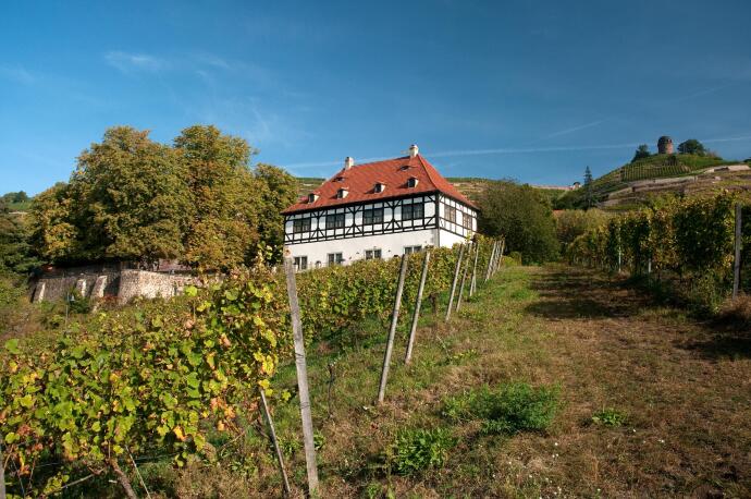  Kleine geführte Weinwanderung mit Verkostung von 3 Weinen 