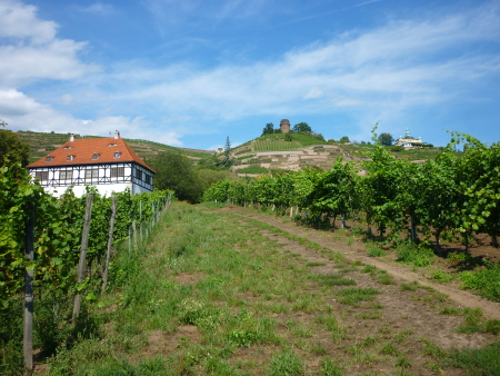 Weinberge in der Oberlößnitz in Radebeul