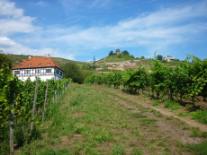 Weinberge in der Oberlößnitz in Radebeul