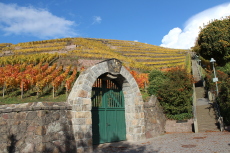 Weinberg Goldener Wagen in Radebeul