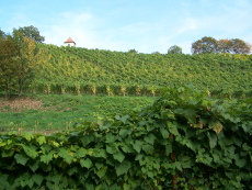 Weinberg im Paradies