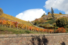 Blick zum Bismarckturm