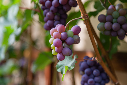  Knowledge about wine paired with the tasting of good wines 