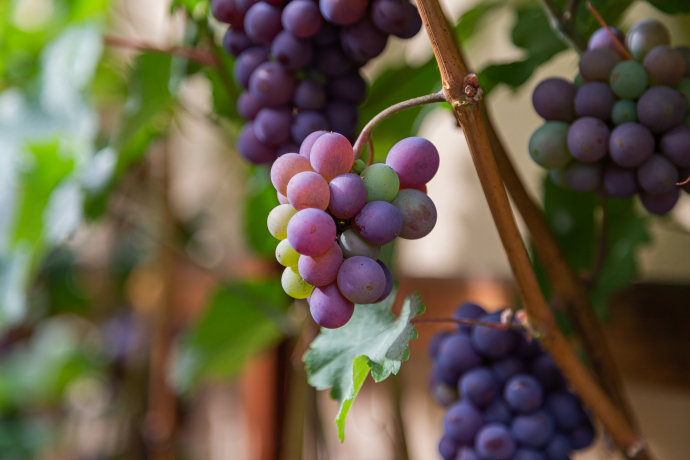  Wissen rund um den Wein gepaart mit der Verkostung guter Weine 