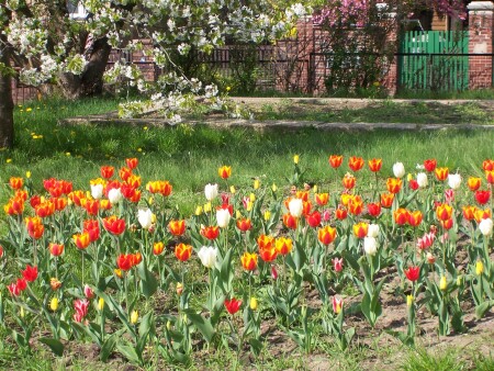 Frühling in Radebeul