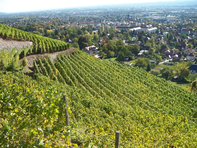  Wanderung durch die Radebeuler Weinberge. 