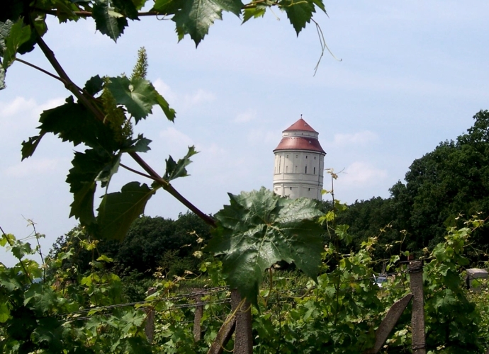  Auf dem Weg durch die Niederlößnitz bietet sich Ihnen ein traumhafter Blick ü... 