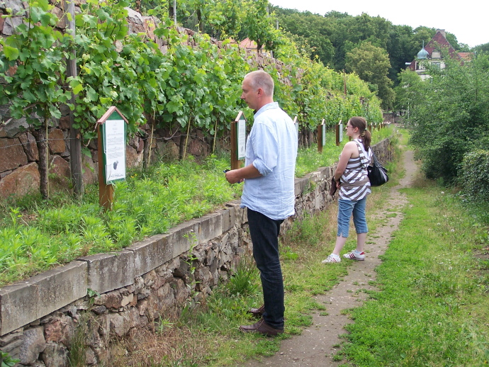  Diese Wanderung führt vom Minkwitzschen Weinberg über die Obere Bergstraße, d... 