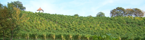 Weinberg im Paradies