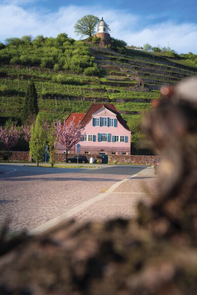  Discover the vineyards on the Friedstein with marvellous views of the Elbe va... 