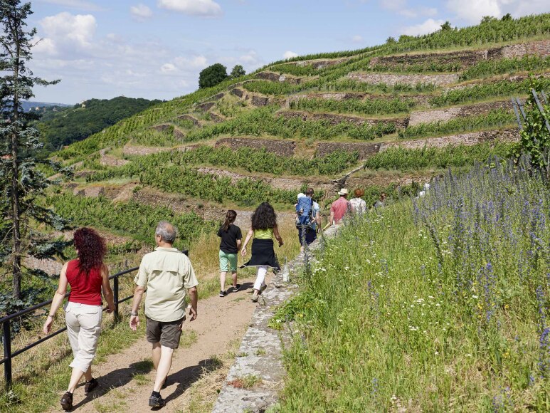  Grimpez sur un chemin convivial dans trois des vignobles les plus beaux et le... 