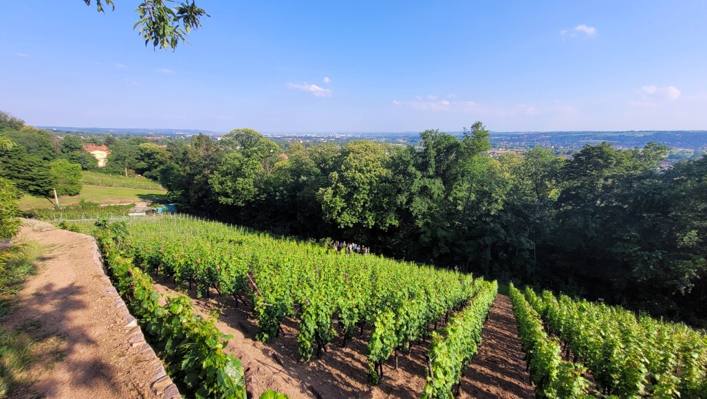  Circuit avec visite guidée des vignobles et dégustation de 5 vins 