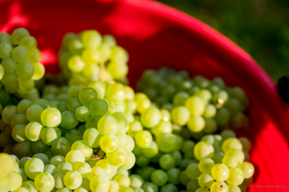 Weingut Schloss Proschwitz Weingut Schloss Proschwitz