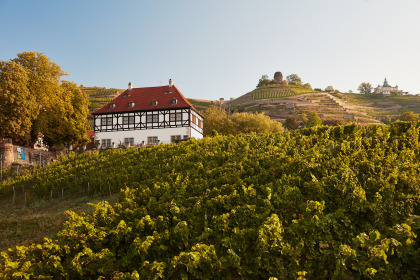 Weingut Hoflößnitz im Sonnenlicht