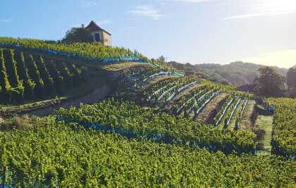 Weingut Schloss Proschwitz