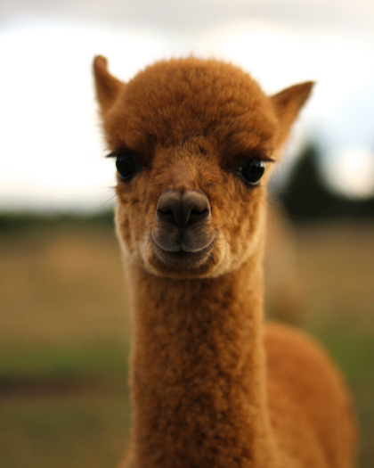 Alpaka Götzenbusch
