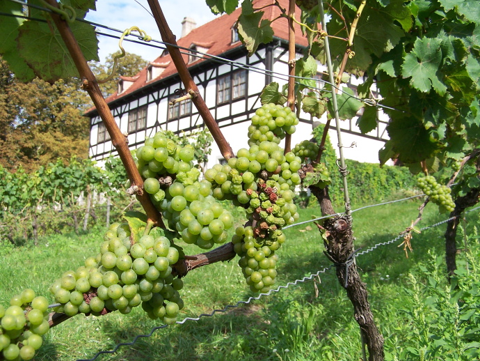  Bei einer Wanderung durch die Oberlößnitz zeigt sich Radebeul von seiner wohl... 